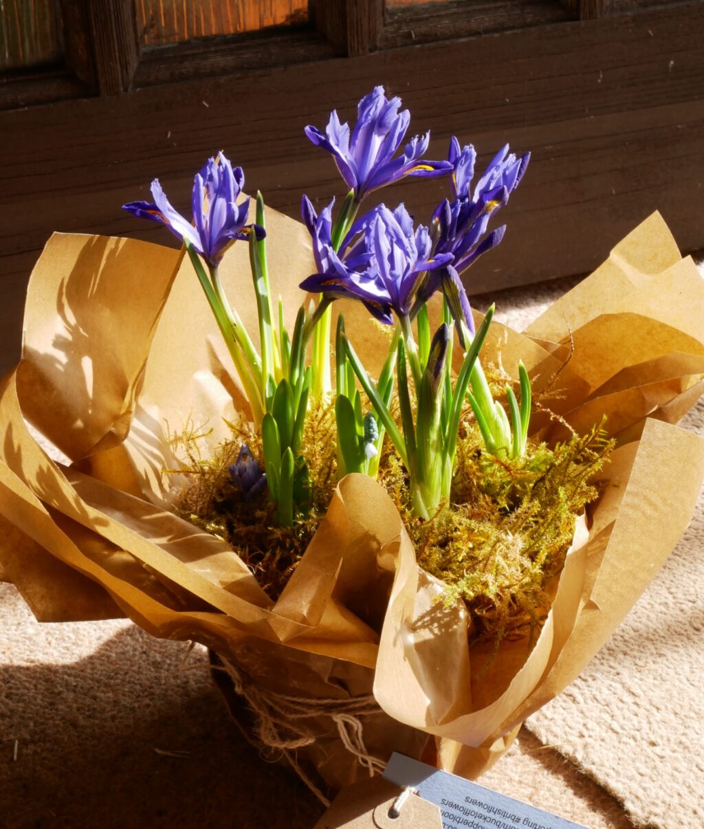 Delicately wrapped Iris reticulata make an attractive winter gift