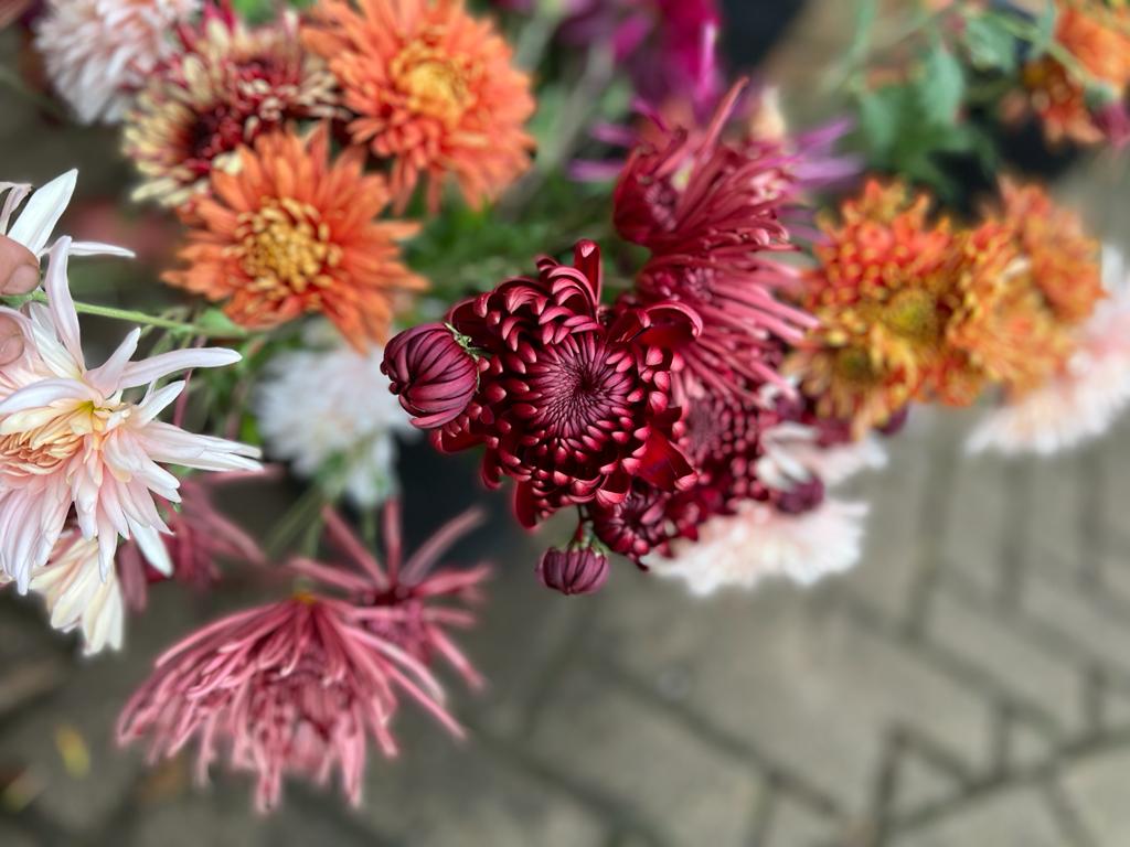 Freshly-cut Chrysanthemum flowers in colours of red, orange and pink are ready to be delivered at Pauntley Petals in Gloucestershire.