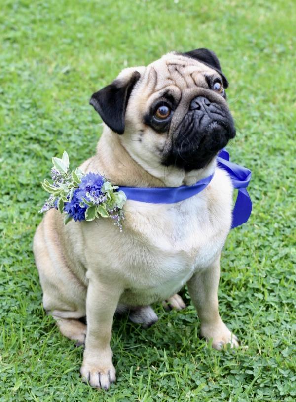 Barry the Pug wears a blue ribbon collar with a cornflowers corsage by Tuckshop Flowers for a wedding.