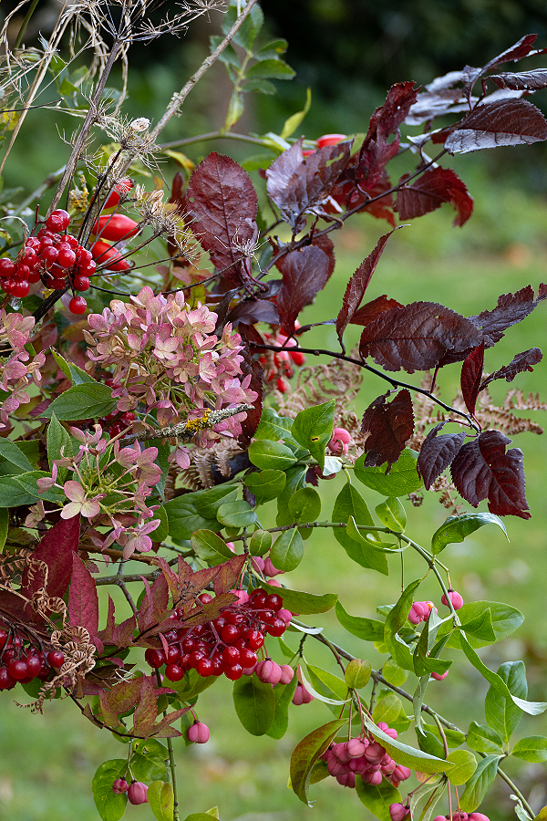 Red viburnum berries shine brightly against russet hydrangea flowers and dark copper beech leaves.