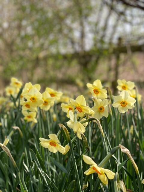 Pale lemon scented narcissi growing in the field at Carol's garden.