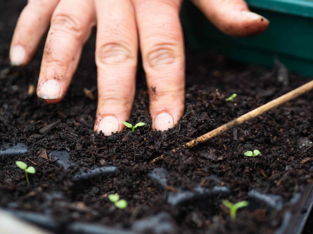 hands planting seeds at Plantpassion