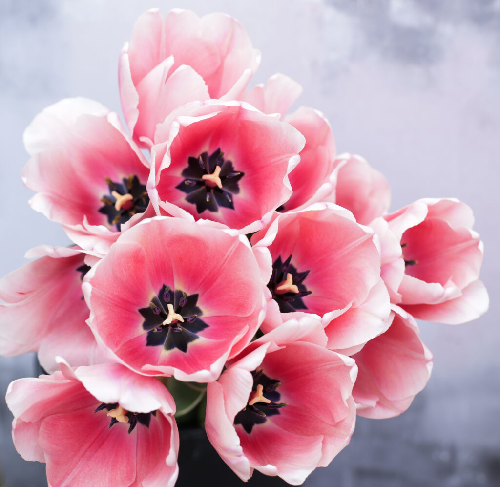 Sweet impression tulips make great cut spring flowers and open up huge soft pink goblet shaped blooms to reveal dramatic markings within. Photo: Cotswold Posy Patch.
