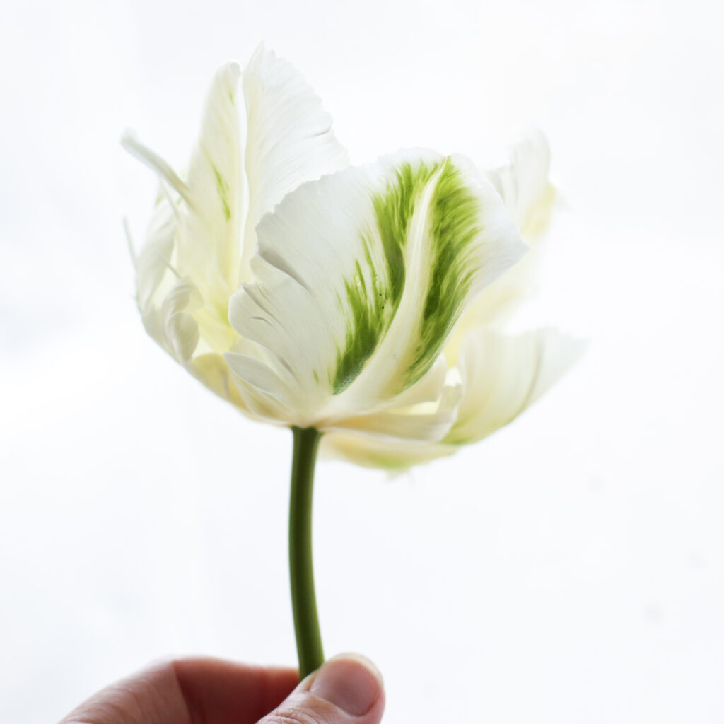 A single white bloom of the stunning parrot tulip 'Madonna' balances between the fingertips of passionate flower grower Liz Fallon. Photo: Cotswold Posy Patch