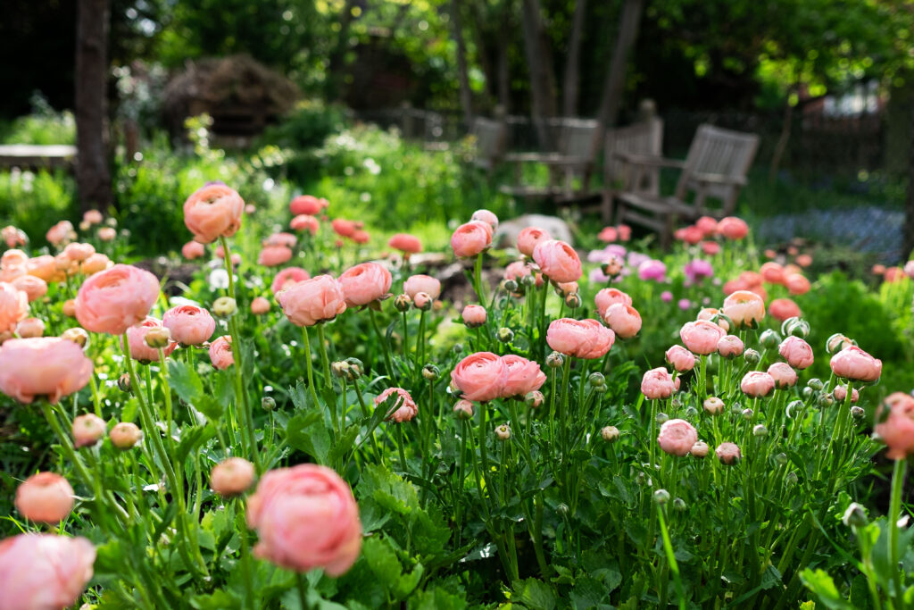 A flower bed bursting with peach ranunculus showing the delights of seasonal spring flowers grown here in the UK. Photo credit: Elder and Wild, Rebekah Critchlow.