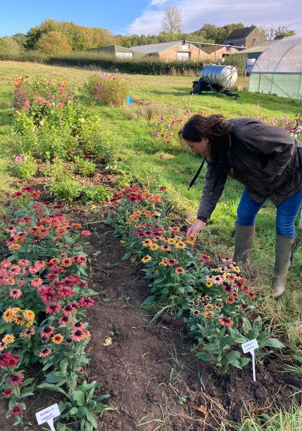 Josie of Brown's British Flowers, Cambridgeshire, inspects her rows of rudbeckia in the flower field. Photo by Petals and Amazon.