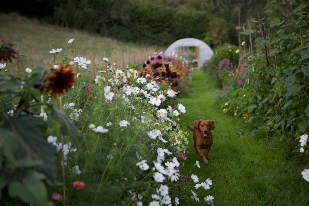 The flower plot at Floriferous, Bristol looking beautiful on a late summer evening with the dahlias in full bloom in front of the polytunnel. The flower farm dog runs happily down the path towards the camera.