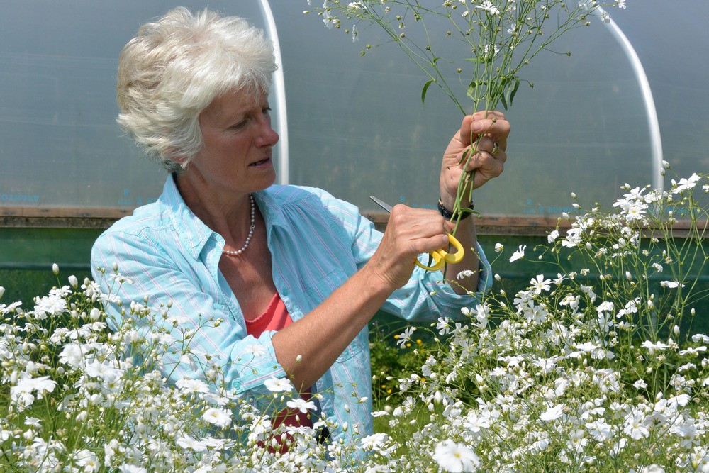 Gill Hodgson, founder of Flowers from the Farm cuts flowers in her poly tunnel at Fieldhouse Flowers