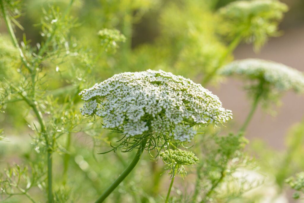 Lacy white domed flowers of Ammi Visnaga growing in the cutting beds at Gordan Castle
