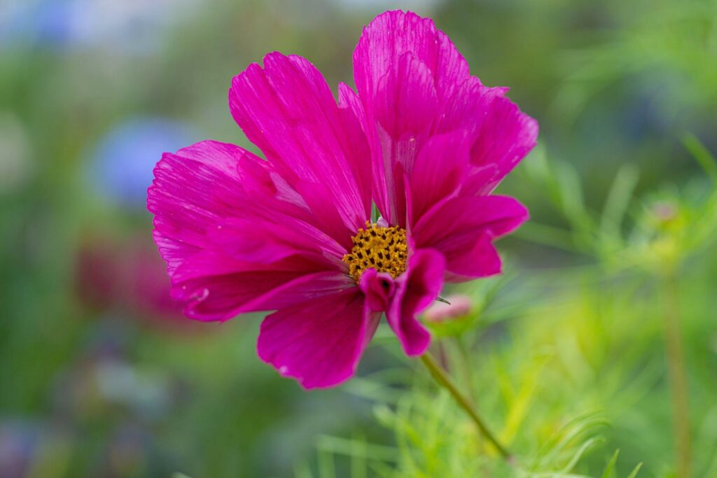 A close up of bright pink cosmos daisy 'Cranberry Double Click'