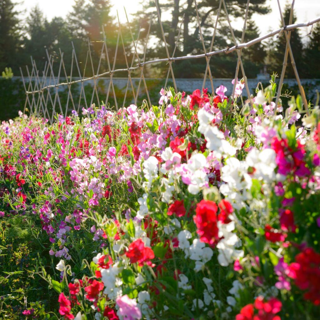 Bright red and white sweet peas grow vigourously up cane supports at Gordon Castle.