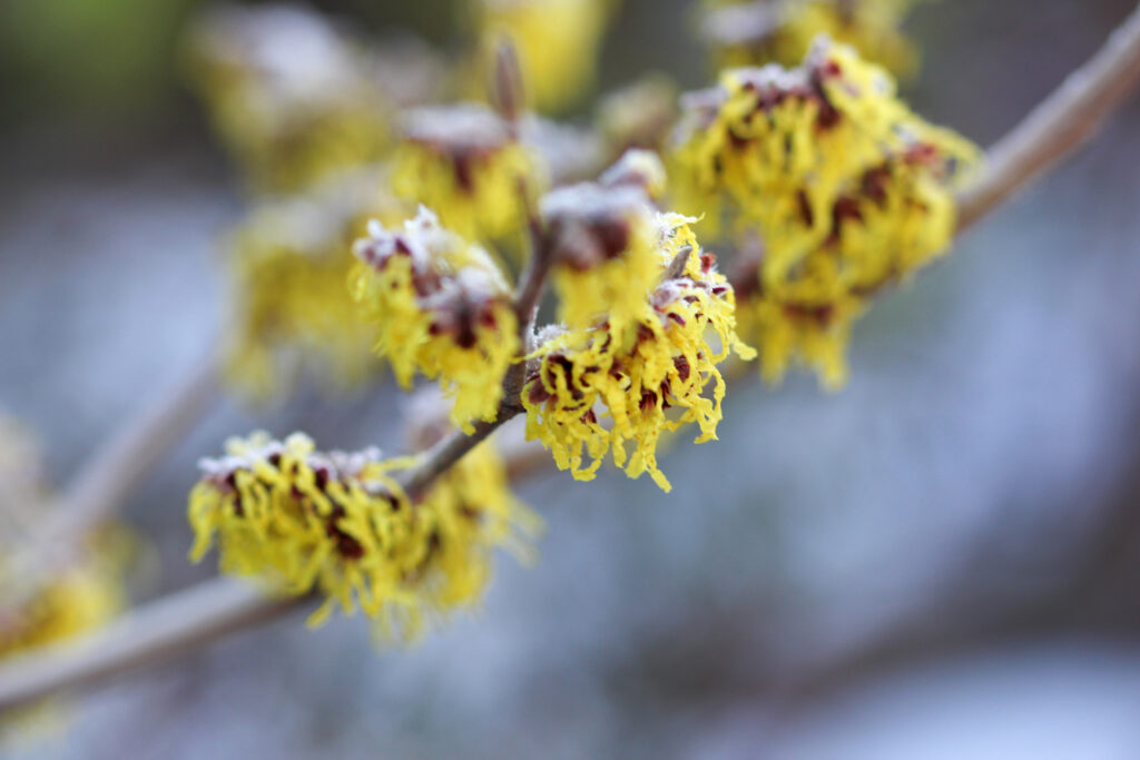 Yellow Hammemelis flowers in snow