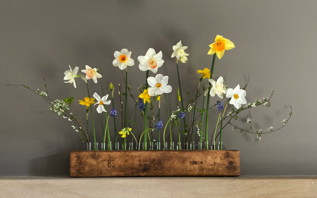 A line up of test tubes in a wooden holder is used to hold cheerful narcissi, blue grape hyacinths and blossom in this simple display by Henthorn Farm Flowers.