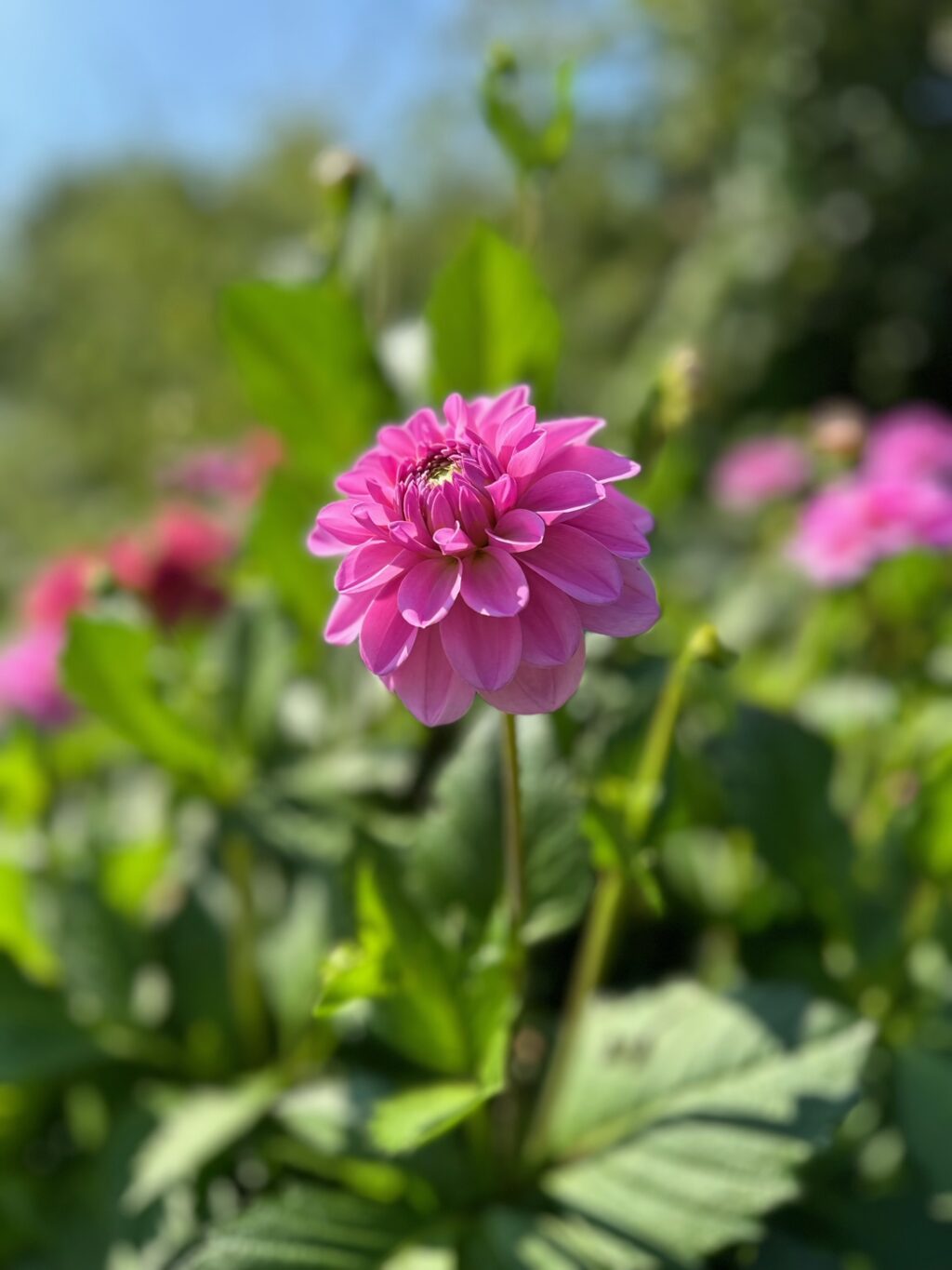 A pink dahlia is the focal flower in this shot of the dahlia bed at Meadows Flowers.