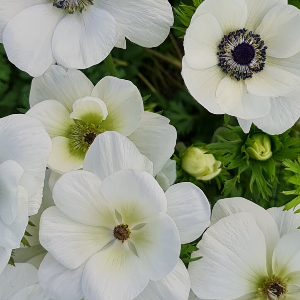White anemones blooming in spring