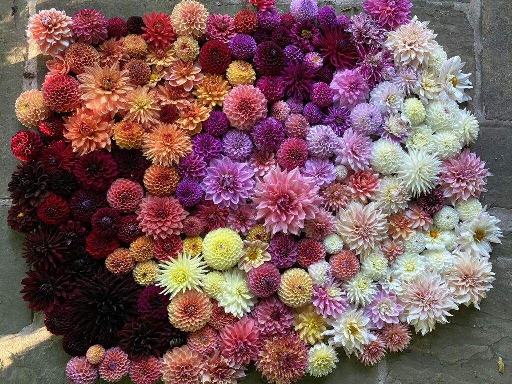 Justdahlias makes a massed display of colourful flower heads in organises, pinks, purples and yellow