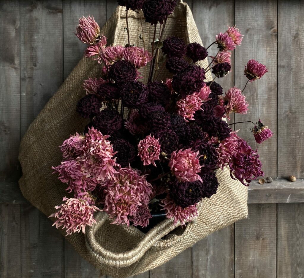 Dried pink dahlias in a hessian bag hang on a wooden door.