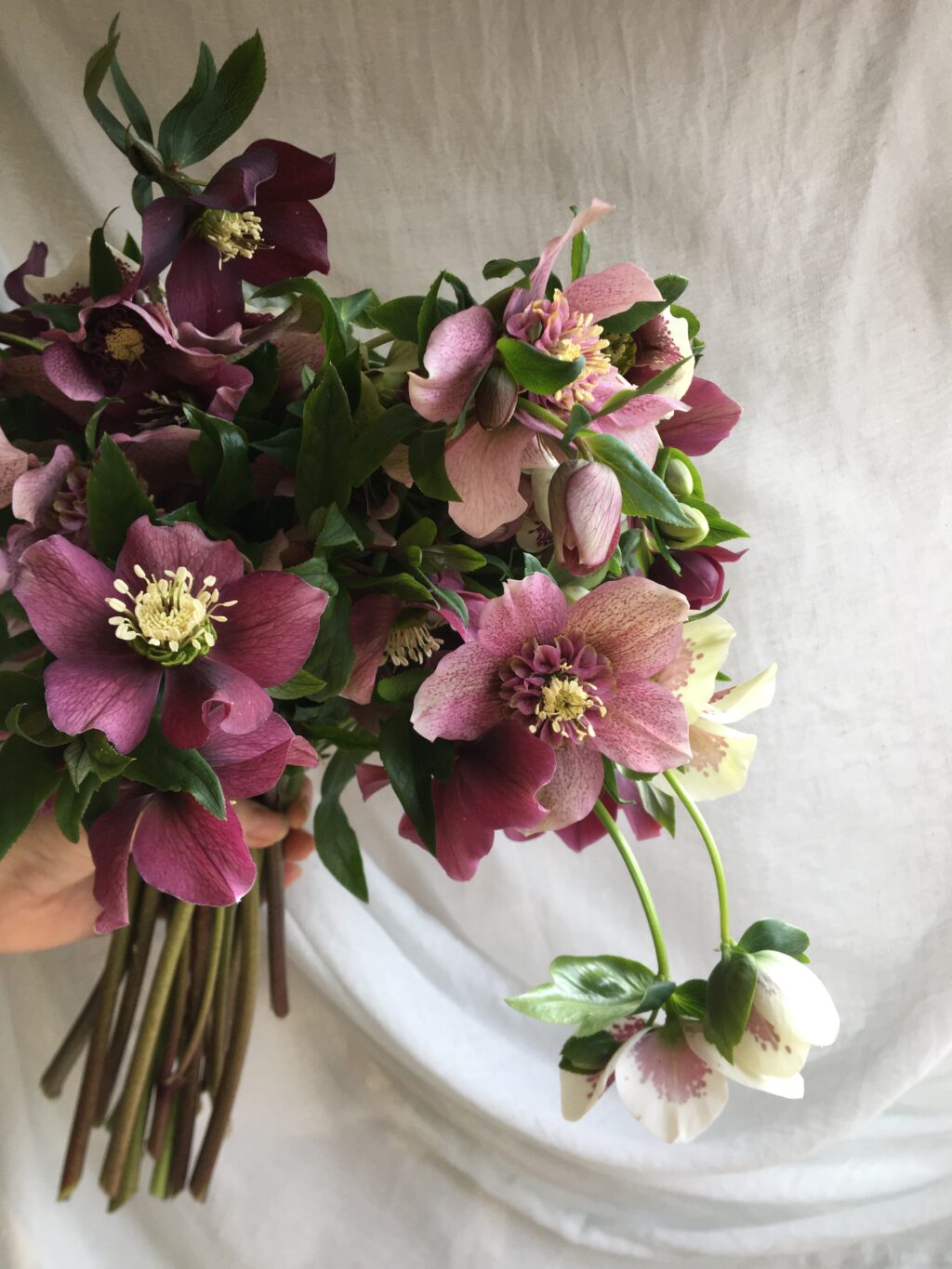 Dark and moody hellebores reveal their beautiful stamens held aloft in a simple bunch by Lois of Little Garden Flowers.
