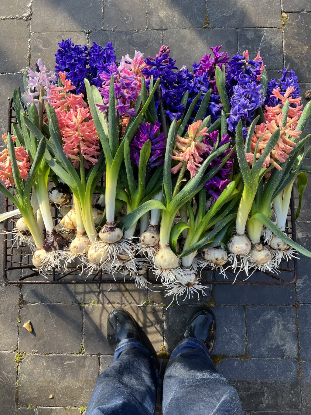 A row of brightly coloured hyacinth flowers, with bulbs attached, are lying on the ground near the photographer's feet.