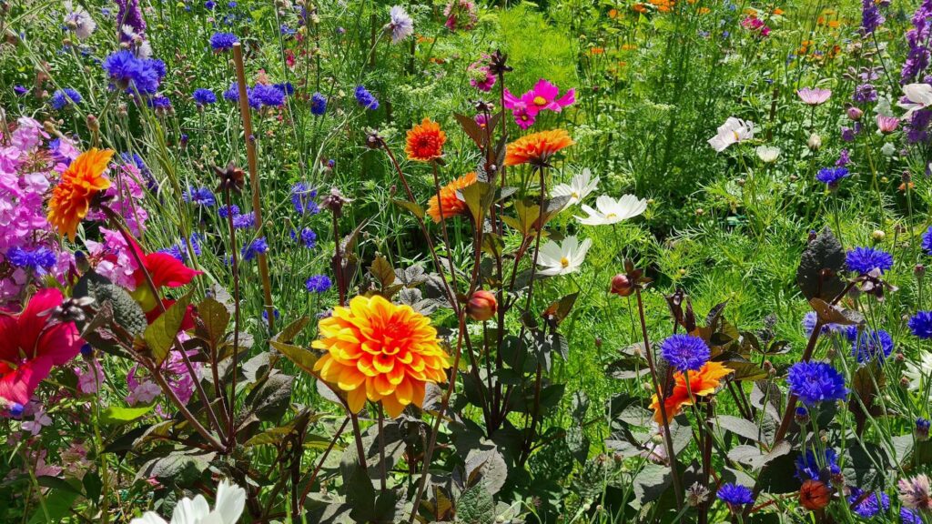 Rainbow colours in the cutting beds at Essence of Nature Flowers