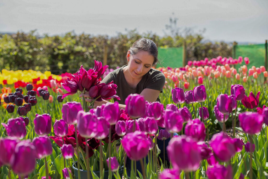 Liz of Pipley Flower cuts tulips in her flower field at the Cotswold Posy Patch, surrounded by tulips of all sizes and colours. Vibrant purple tulips fill the foreground.