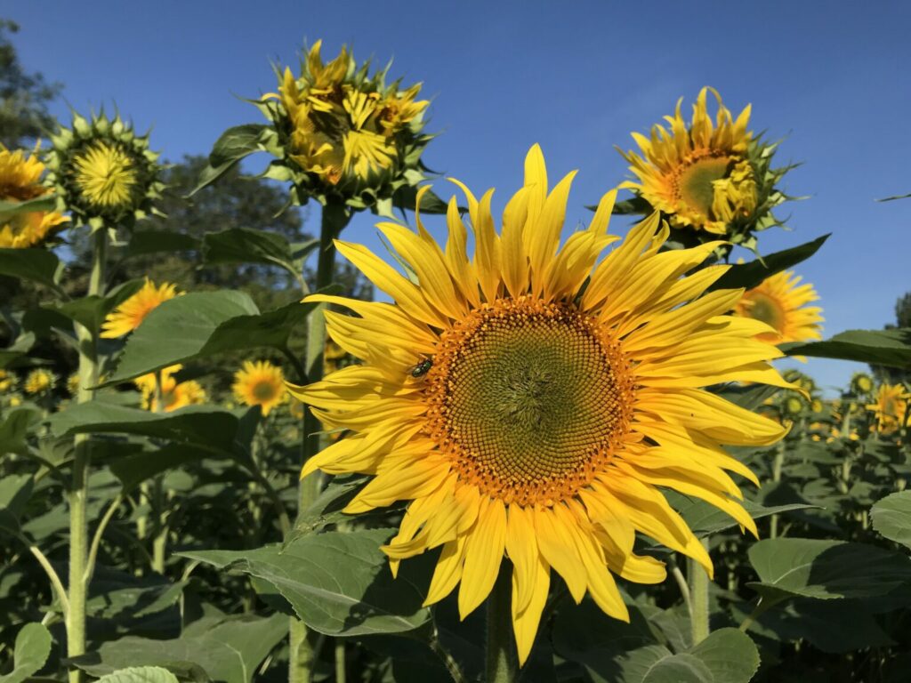 Perfect British grown sunflowers at Punchbowl Farm