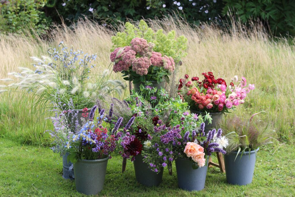 An array of 7 buckets of freshly cut British flowers, arranged against the backdrop of long grass borders in the flower field at Ravenshill Farm. Gloriously scented Korean mints, bergamot and borage jostle with fluffy grass seedheads, rustling strawflowers and perfumed peach roses.