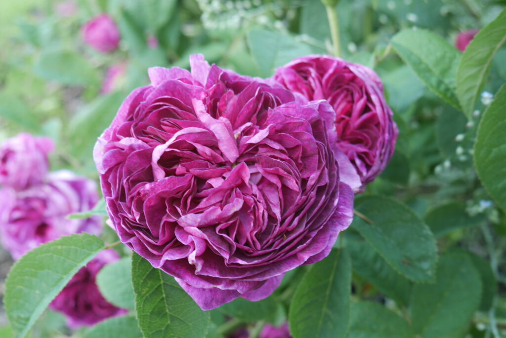 Stokesay Flower Rose Charles de Mills - a deep pinky purple ruffle centred beauty packed with perfume.