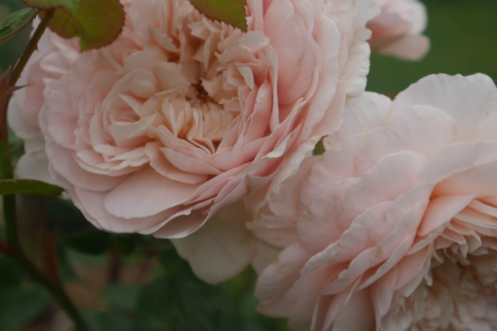 Stokesay Flowers close up of pale pink rose Emily Bronte
