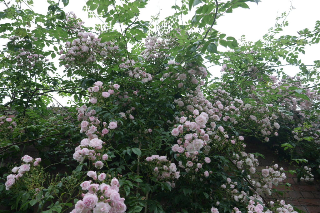 Pale pink rambling rose Ethel scrambles abundantly along a wall at Stokesay Flowers