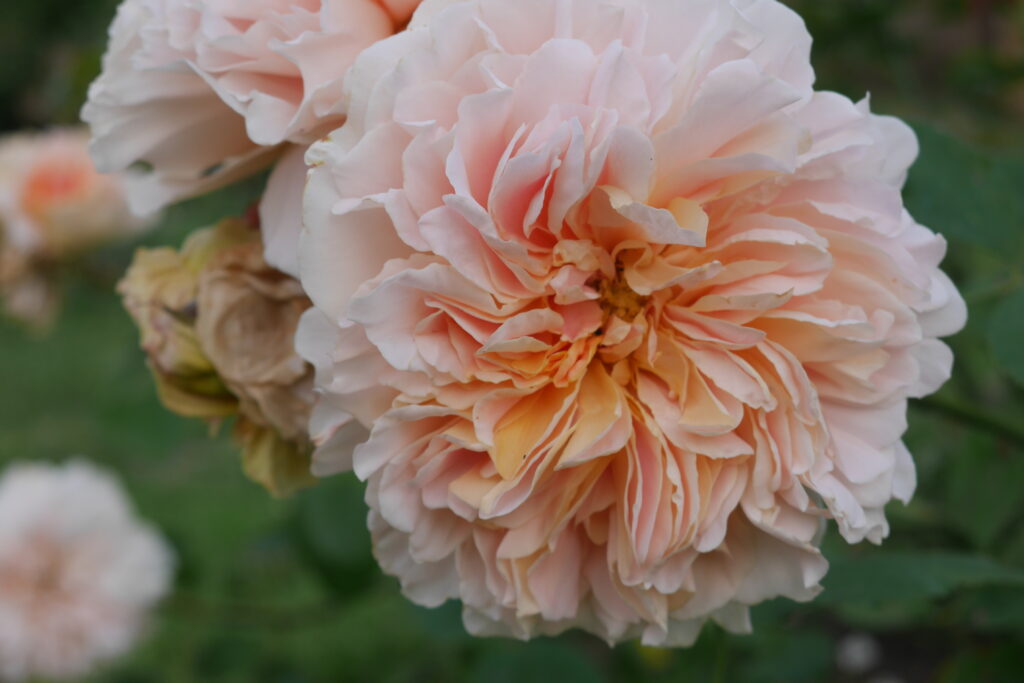 Soft peach scented rose "Tea Clipper" grown by Stokesay Flowers