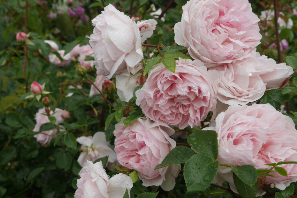 Stokesay Flowers Wildeve pink rose