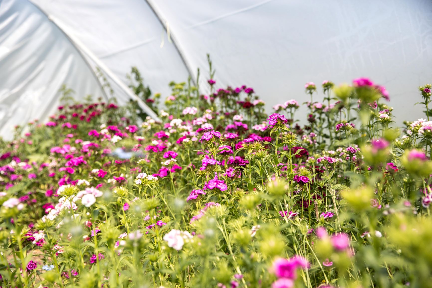 A beautiful crop of sweet williams in the polytunnel at Sweetpeas and Sunflowers