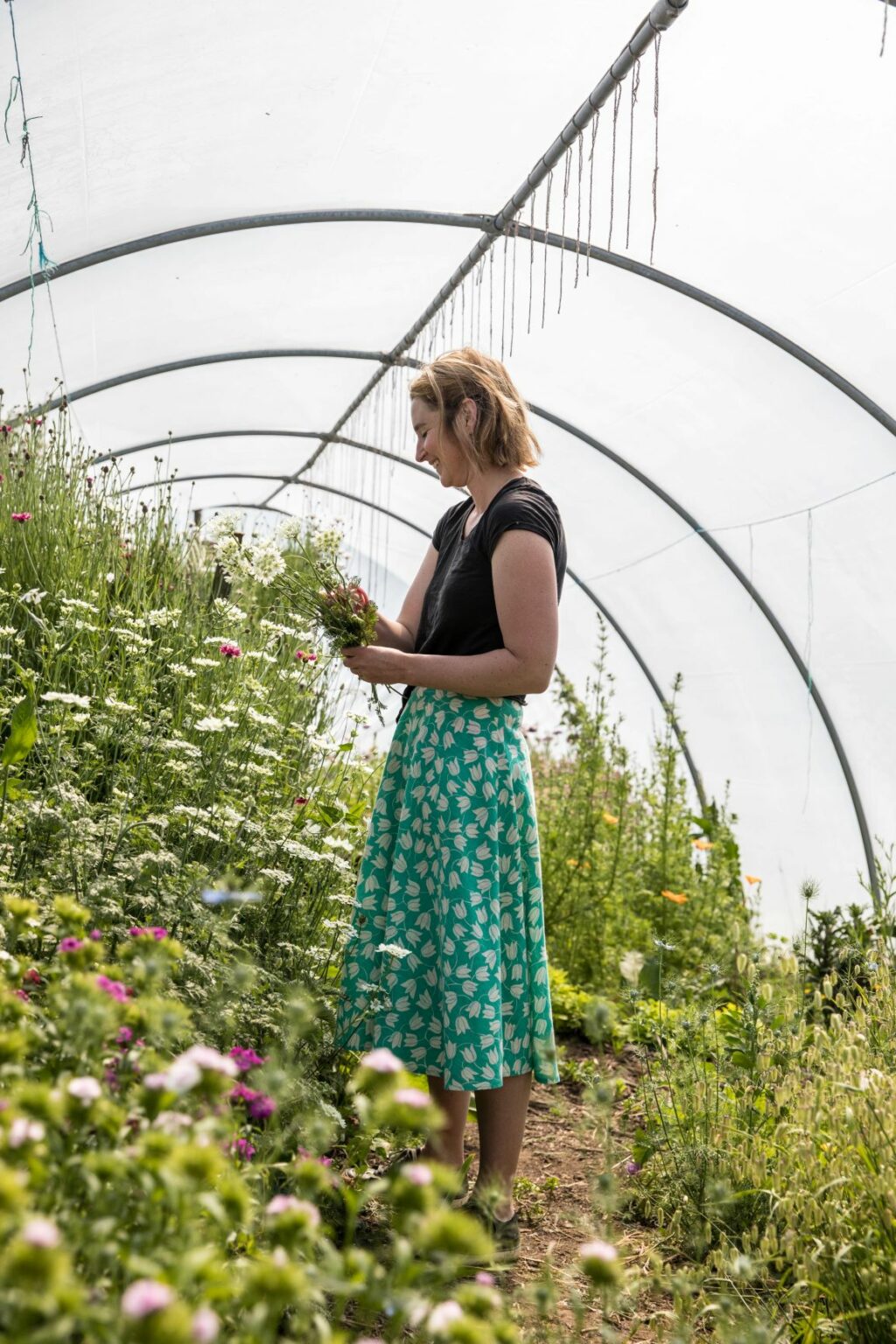 Harriet Mullins of Sweetpeas and Sunflowers picking handfuls of flowers from her bountiful polytunnel