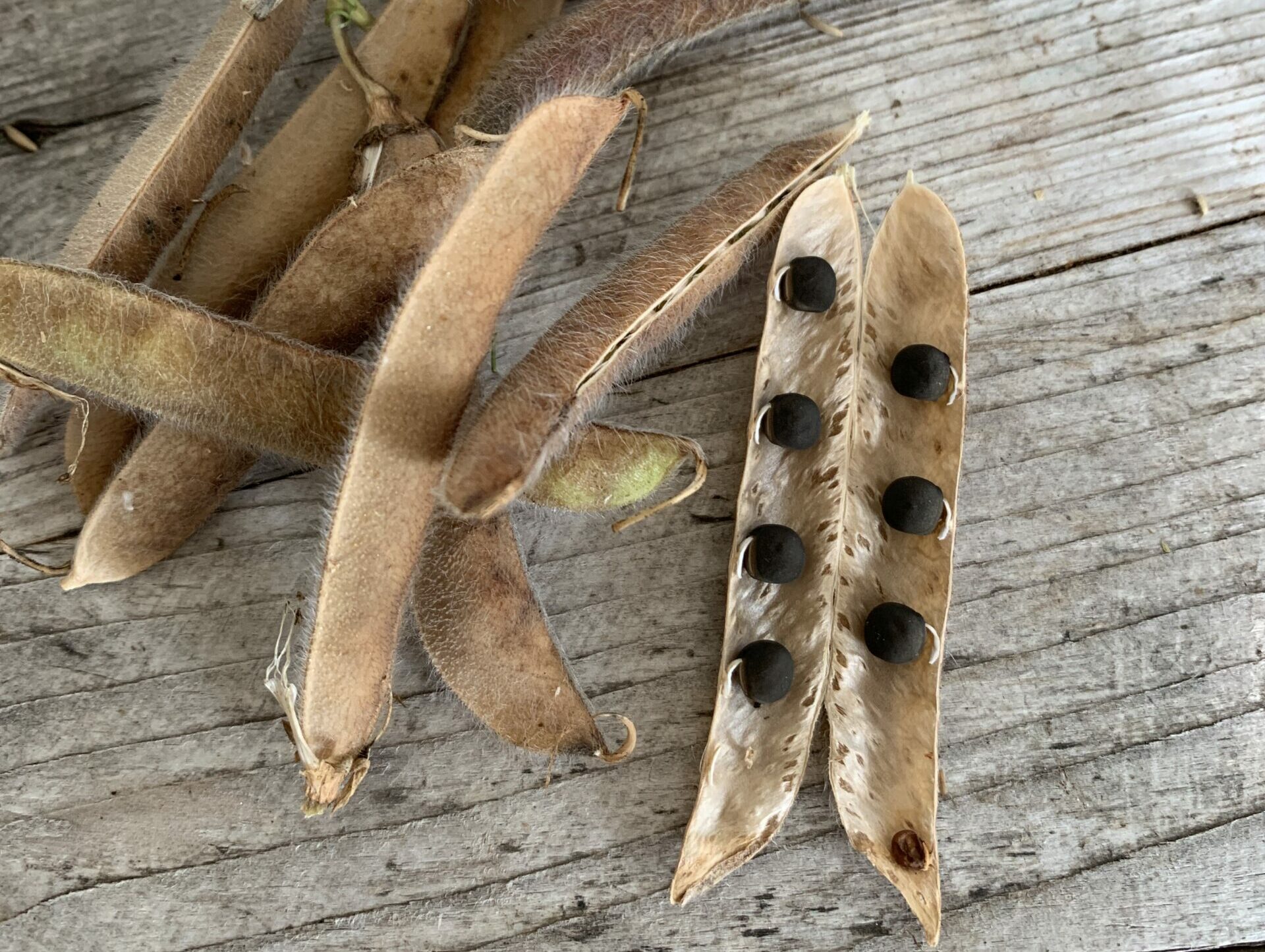 Dried sweet pea pods reveal jet black seeds when opened