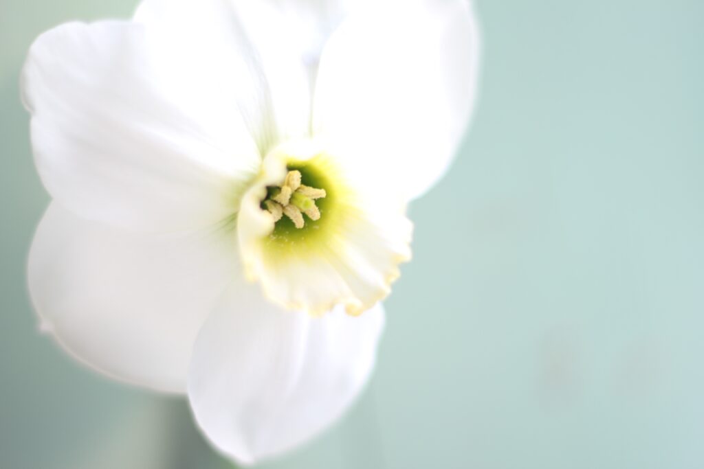 This subtle white narcissus is Green Eyed Pearl. It makes a sweetly scented cut flower and has a softly shaded lime green heart at the base of its short wide trumpet. Its pure white petals are gently reflexed.