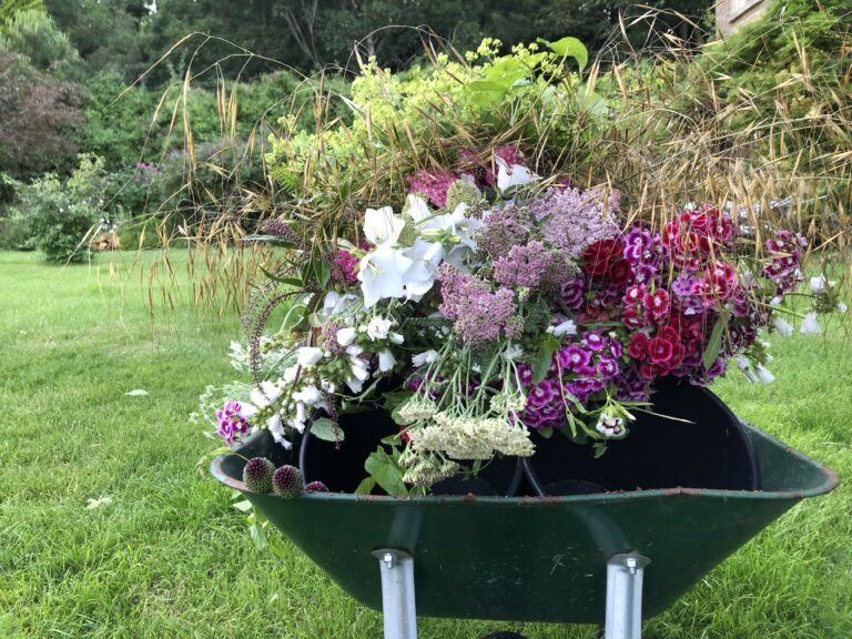 A wheelbarrow filled with freshly cut flowers at Walled Cottage Flowers