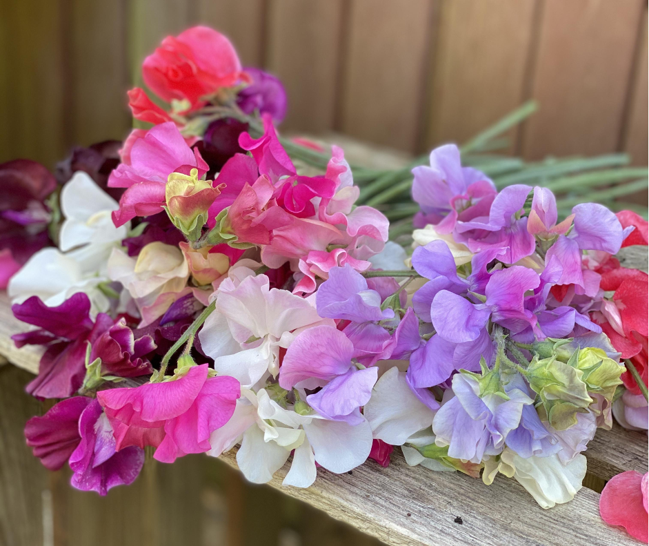 a bunch of brightly coloured scented sweet peas on a wooden table. Photo: Compton Garden Flowers.