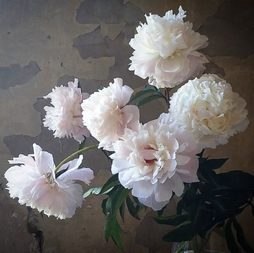 Gorgeous peonies - Floral Harvest, Suffolk
