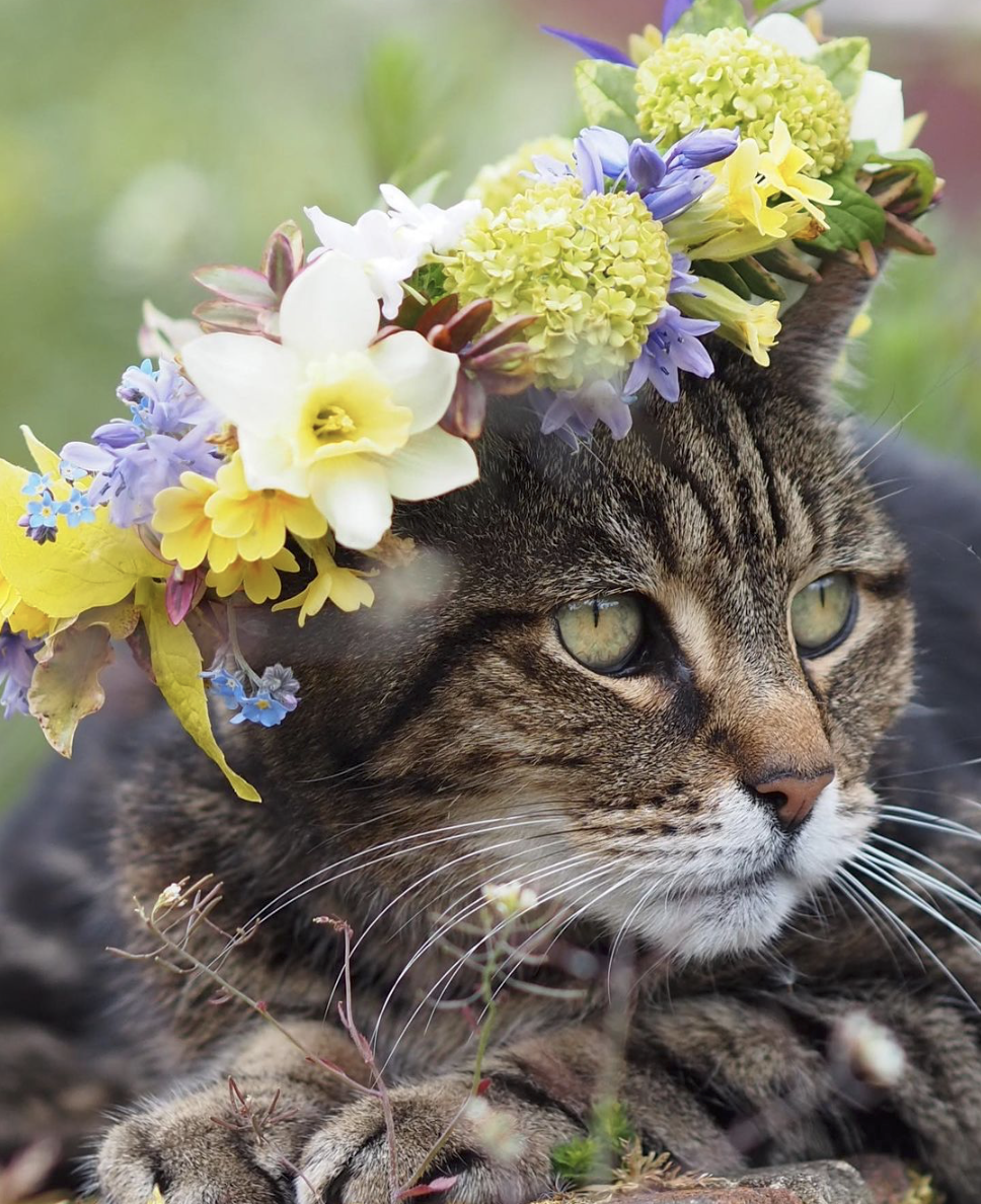 Flowers by the Bridge tabby cat sports a flower crown with narcissi, primroses and bluebells.
