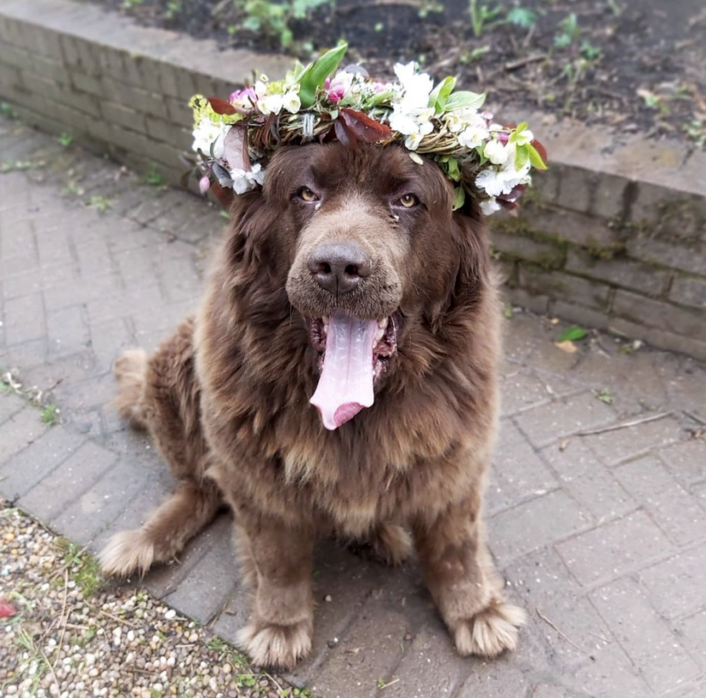 Cocoa doing her bit for dogs in crowns for National Garden Day UK at Camomile and Cornflowers