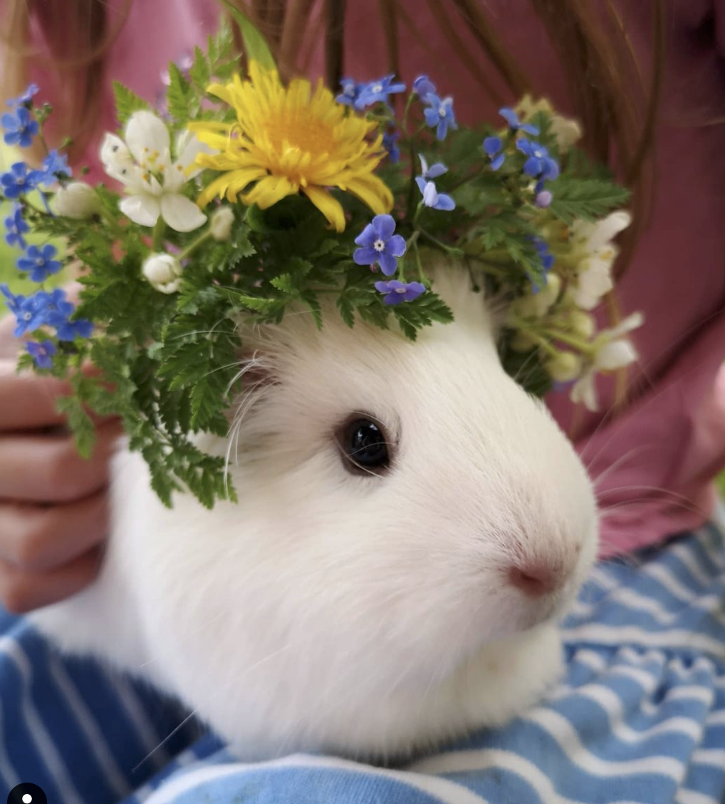 Rose and Rhubarb's guinea pig in a mini crown for National Garden Day UK