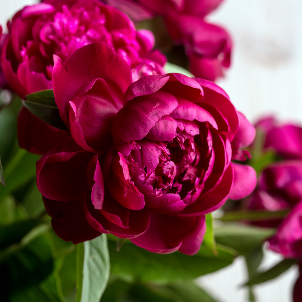 Dramatic deep pink red peonies are stars of the May and June cut flower patch.